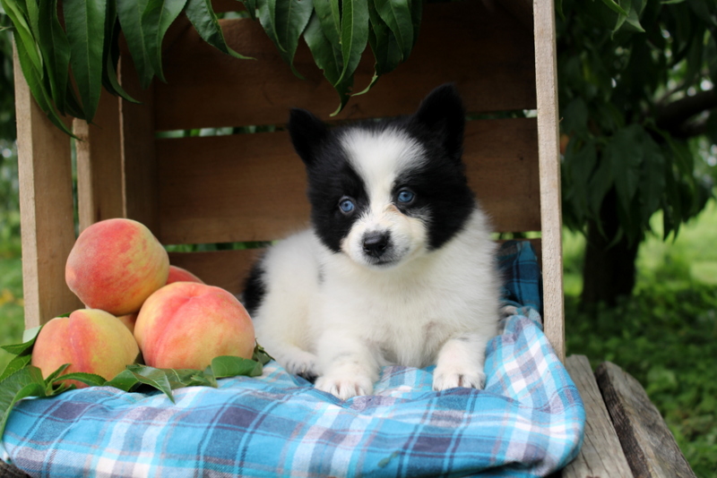 puppy, for, sale, Pomsky, Matthew B. Stoltzfus, dog, breeder, Gap, PA, dog-breeder, puppy-for-sale, forsale, nearby, find, puppyfind, locator, puppylocator, aca